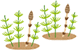 つくし
